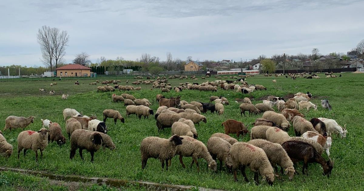 Categoria profesională rămasă fără jumătate din venituri. „I-am spus tehnicianului că nu-i mai pot da 7.000 lei”