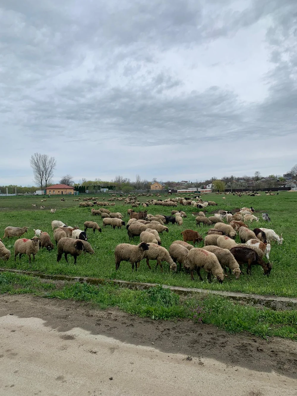 Oierii, disperați după ce UE a interzis României total exporturile: „100.000 de familii de ciobani trăiesc din asta”