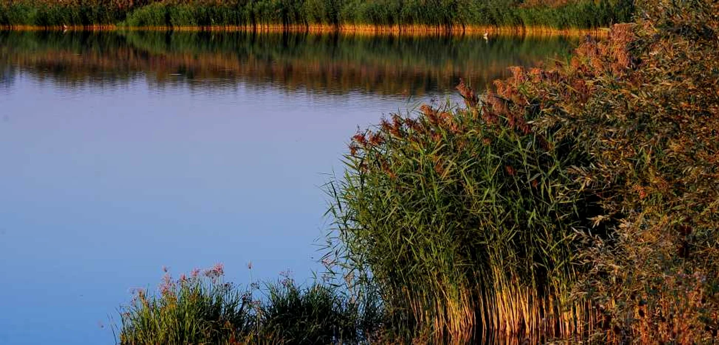Descoperă natura sălbatică din Balta Suhaia foto: http://peterlengyel.wordpress.com/
