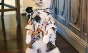 motan oscar instagram jpg