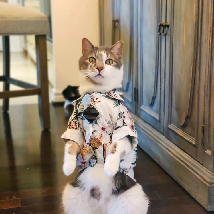 Motanul Oscar este o vedetă pe Instagram (Foto: Instagram)