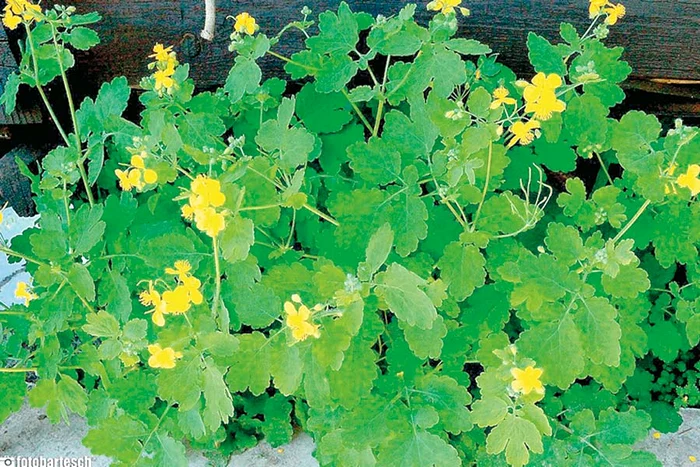 Ce plante tratează arsurile la stomac