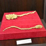 Şoparla de aur, muzeul Brad, foto Facebook jpg