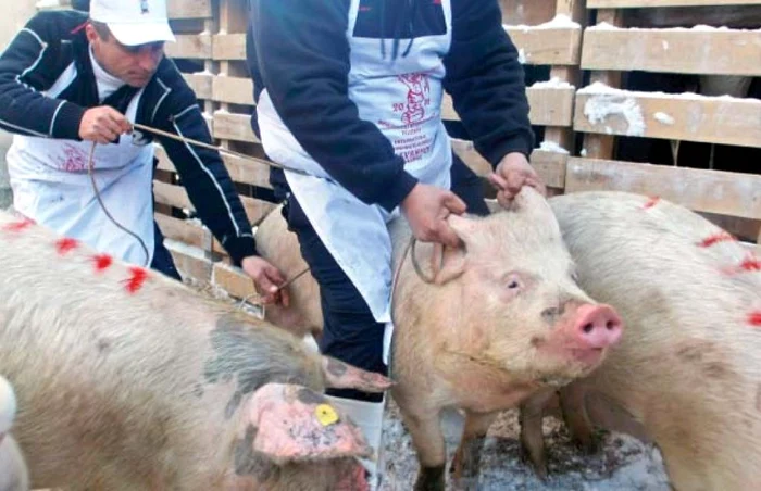 Zeci de porci din două gospodării au fost eutanasiaţi FOTO Arhivă