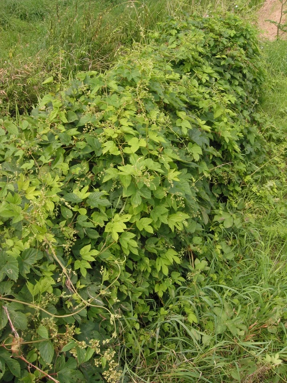Hameiul în flora spontană FOTO wikipedia