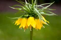 2 laleaua pestrita shutterstock 1036789756 jpg jpeg