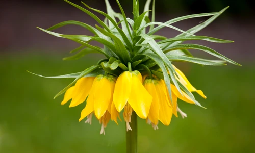 2 laleaua pestrita shutterstock 1036789756 jpg jpeg