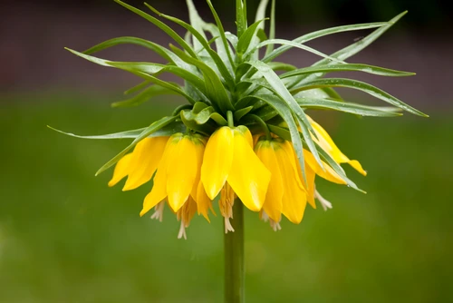 2 laleaua pestrita shutterstock 1036789756 jpg jpeg