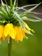 2 laleaua pestrita shutterstock 1036789756 jpg jpeg