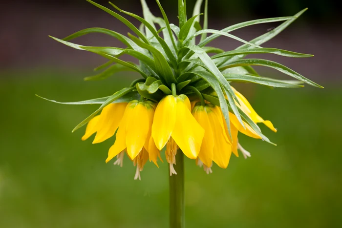 2 laleaua pestrita shutterstock 1036789756 jpg jpeg