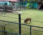 Zoo Targoviste