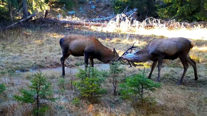 Cerbi în mediul lor obișnui FOTO Parcul Natural Apuseni