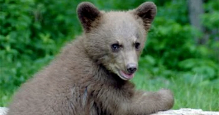 Ploieşti: Un pui de urs va fi dus la Braşov, după ce a fost capturat în Sinaia