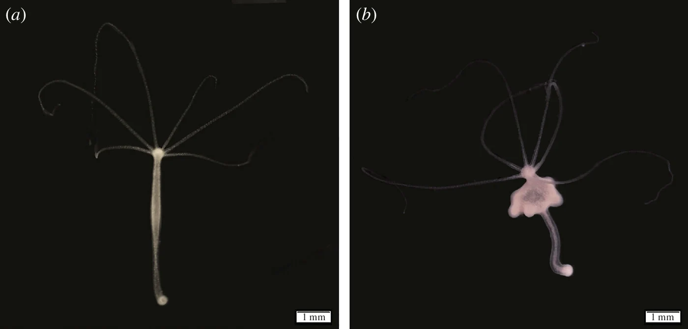 Hydră fără tumori (a) și cu tumori (b). (Tissot et al, Proceedings of the Royal Society B, 2024)