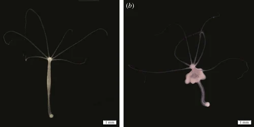 hydra with and without tumour (1) jpg