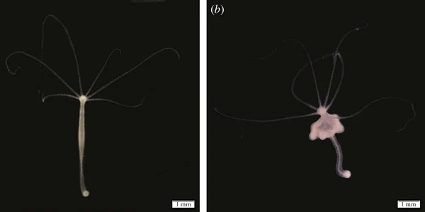 hydra with and without tumour (1) jpg