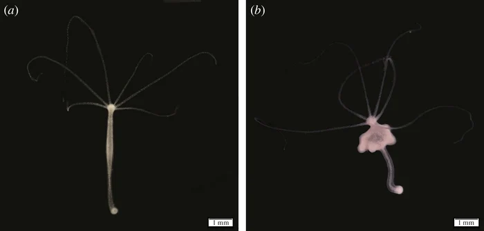 Hydră fără tumori (a) și cu tumori (b). (Tissot et al, Proceedings of the Royal Society B, 2024)