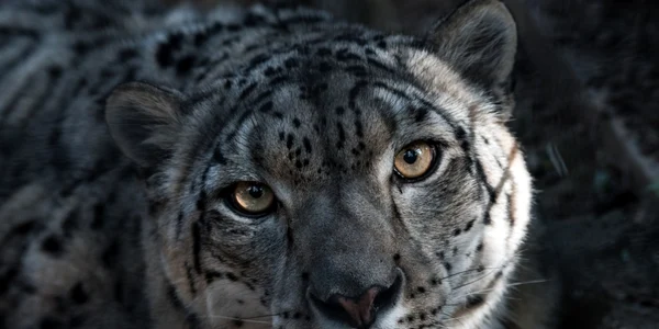 leopard al zăpezii foto unsplash