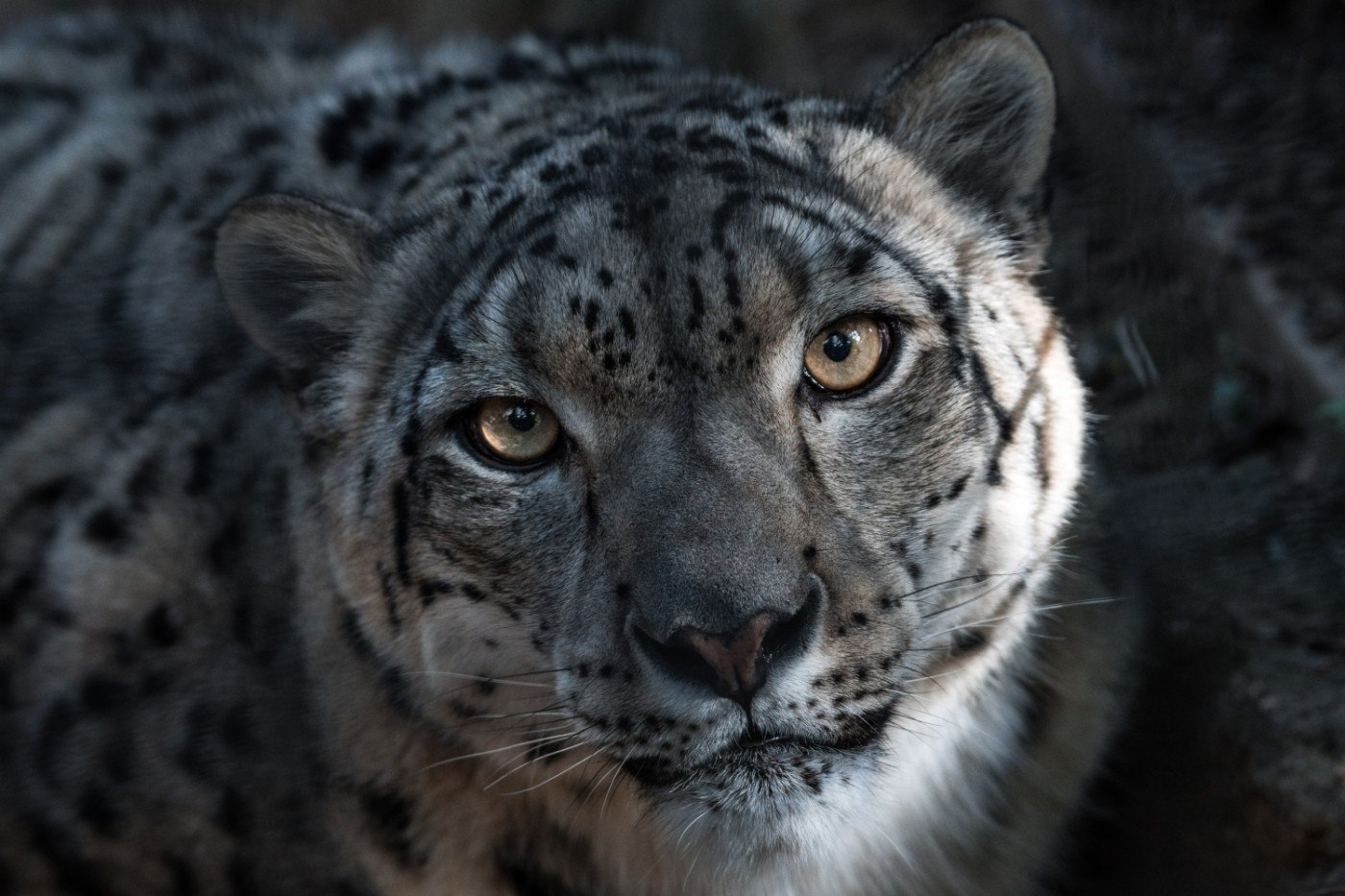 Un leopard al zăpezii din grădina zoologică din San Diego