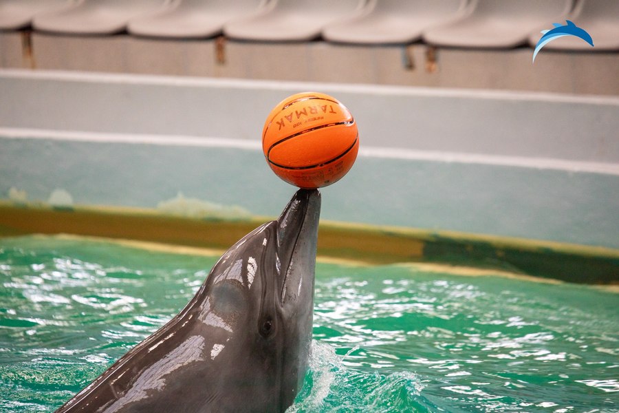 Când se redeschide Delfinariul din Constanța. Până la sfârșitul anului vor fi cumpărați mai mulți delfini