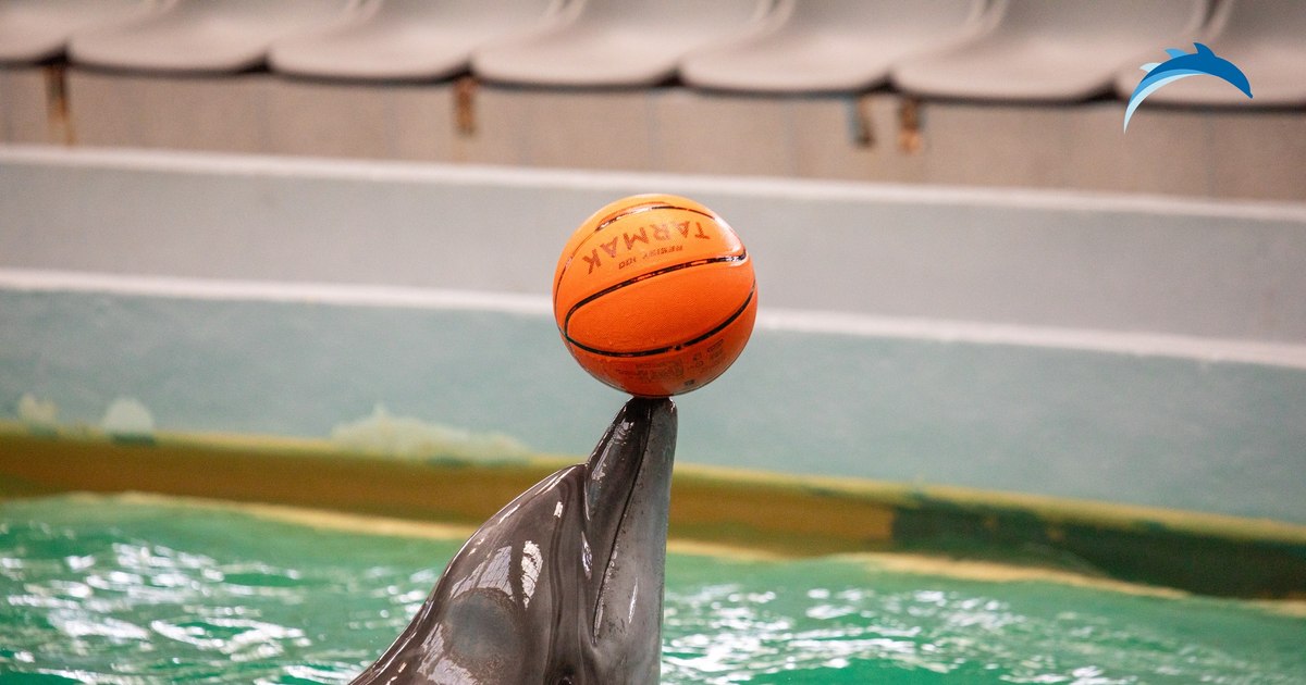 Delfinariul din Constanța se redeschide: câți delfini vor fi aduși până la sfârșit de an? Delfinariul din Constanța se redeschide: câți delfini vor fi aduși până la sfârșit de an?