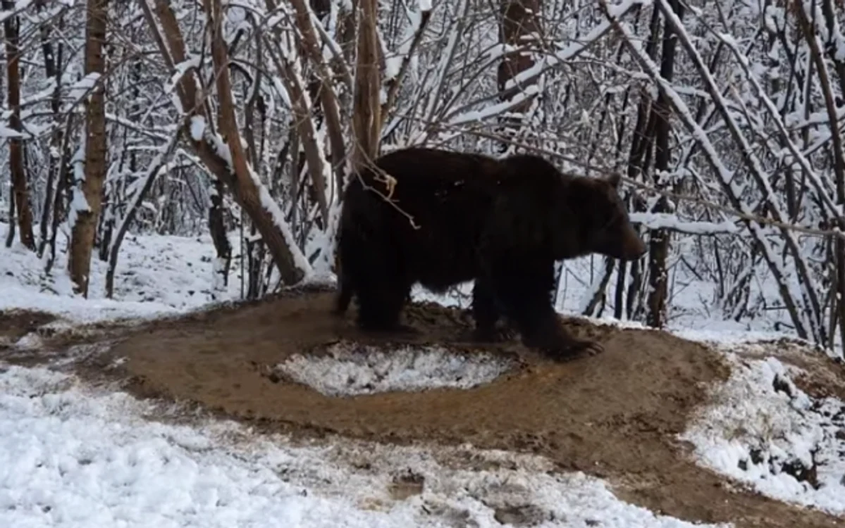 FOTO: Facebook / AMP Libearty - Bear Sanctuary
