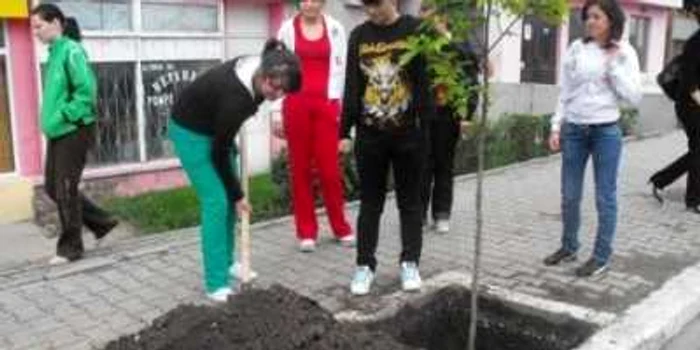 Elevii vor planta puieţi, sâmbătă Foto: arhivă