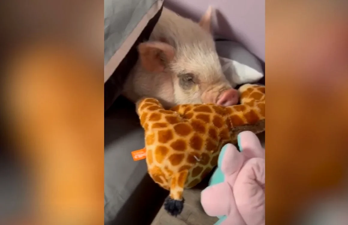 Petunia doarme în pat (foto: captură video New York Post)