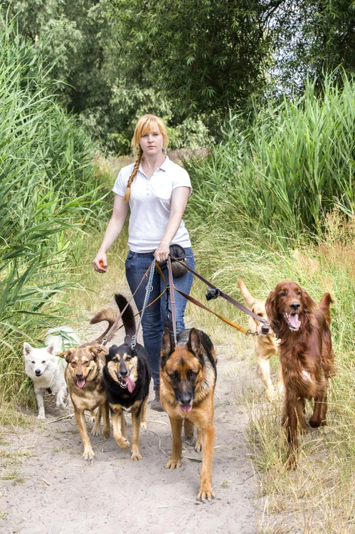 
    Unele bone se angajează la mai mulţi căţei, tarifele variind între 40 şi 70 de euro pe orăFoto: 123 RF  