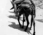 Elizabeth Taylor Eddie Fisher Grecia foto Profimedia