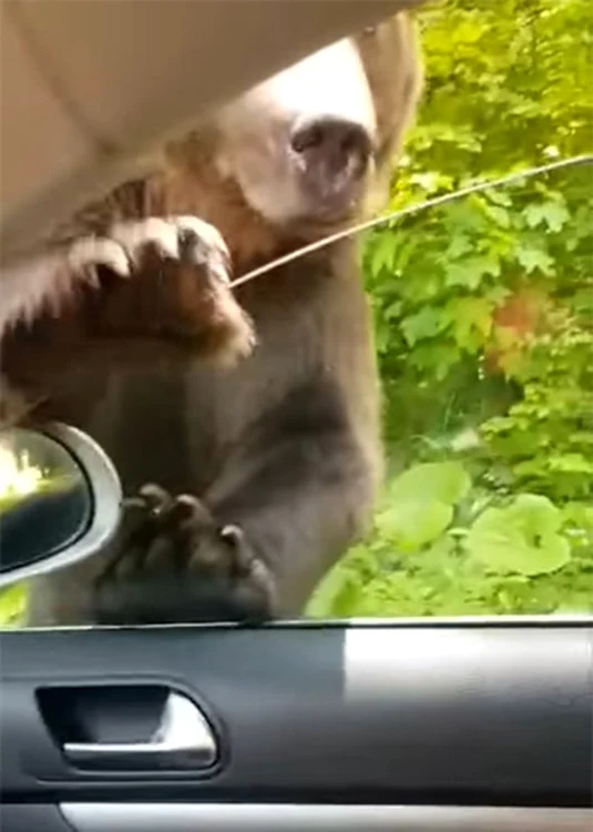 
    Mai, mai să intre într-o mașină, la Sinaia  