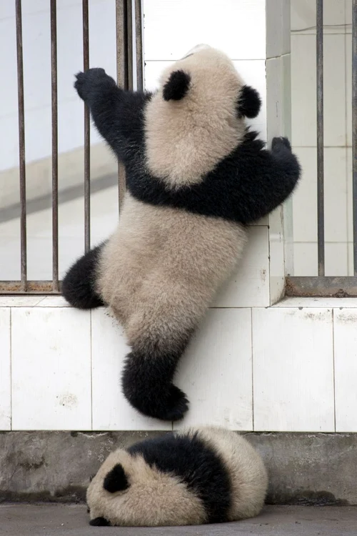 Un urs panda a vrut să evadeze, dar nu i-a ieşit! (foto: Caters)