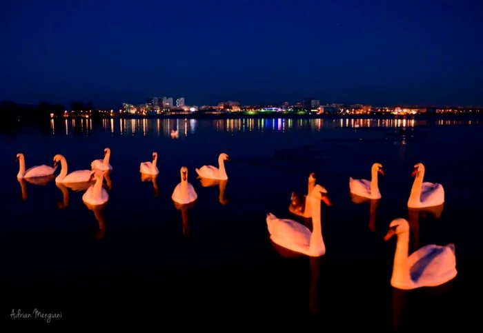 Lacul Siutghiol - Lacul lebedelor FOTO Adrian Mergiani