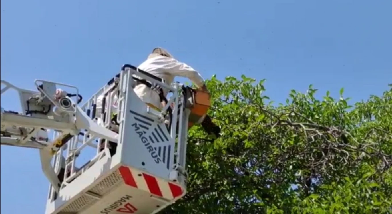 Un apicultor a reuşit să preia în siguranţă albinele FOTO: captura video ISU Olt