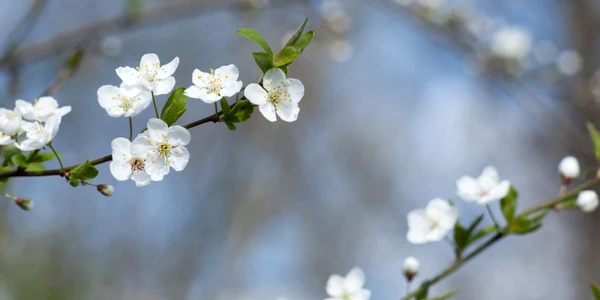 primavara pom inflorit foto shutterstock