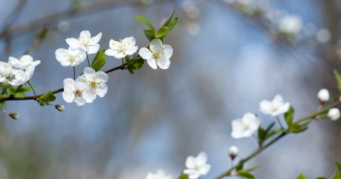 Meteorologii au anunţat temperaturi de primăvară FOTO Shutterstock