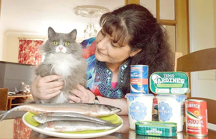 
    Munchkin face spasme dacă e hrănită  cu peşte, pui, lapte, smântână  