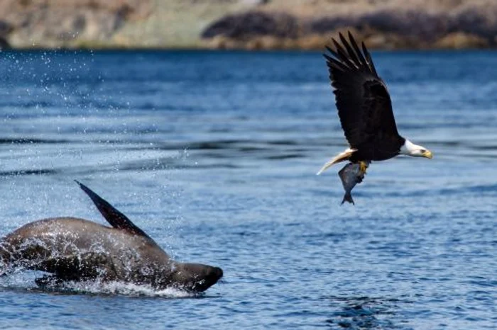 Vulturul a furat mâncarea leului de mare (FOTO CATERS)