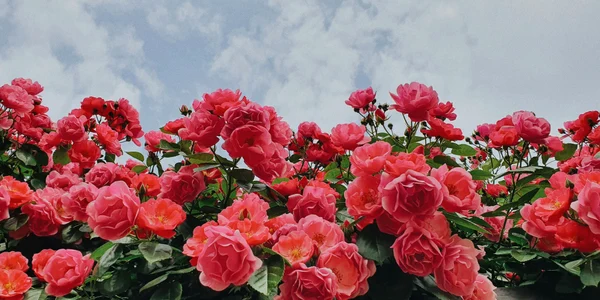 ch tCXQgUnPE8M unsplash jpeg