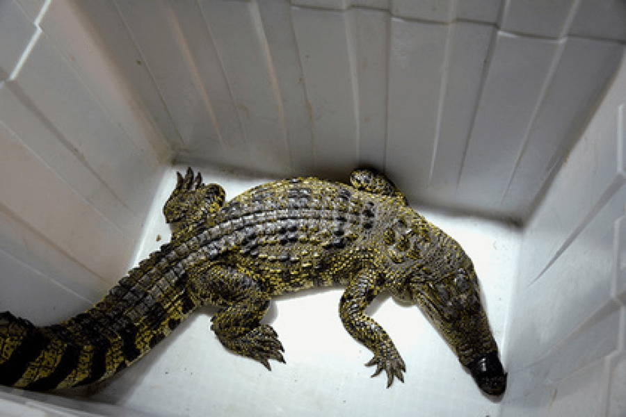 Descoperire șocantă într-o casă din SUA: tânăr mort și un copil printre șerpi veninoși și un crocodil