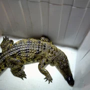 Crocodil de Nil FOTO Wang Denghu/ Globallookpress.com