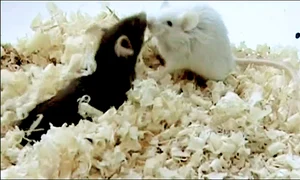 Cercetătorul a făcut mai întâi teste pe  şoareci şi vegetale jpeg