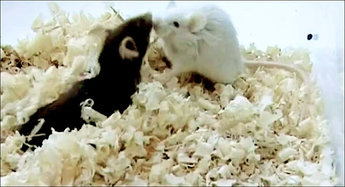 Cercetătorul a făcut mai întâi teste pe  şoareci şi vegetale