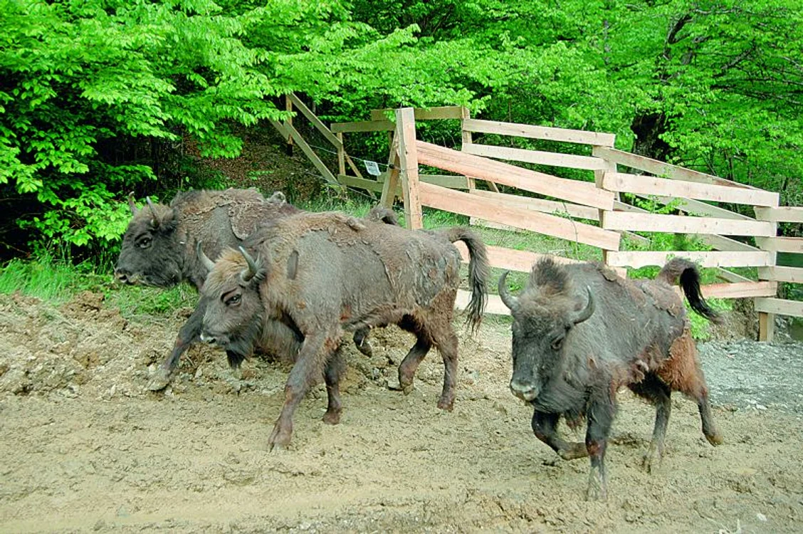 
    Zimbrul european  este o specie pe  cale de dispariţie  