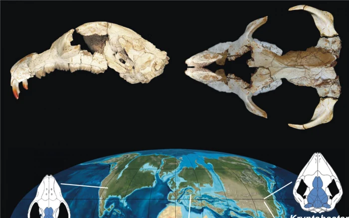 Craniul reconstituit al mamiferului Litovoi. SURSA: Zoltan Csiki Sava