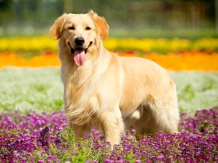 dog jpg jpeg
