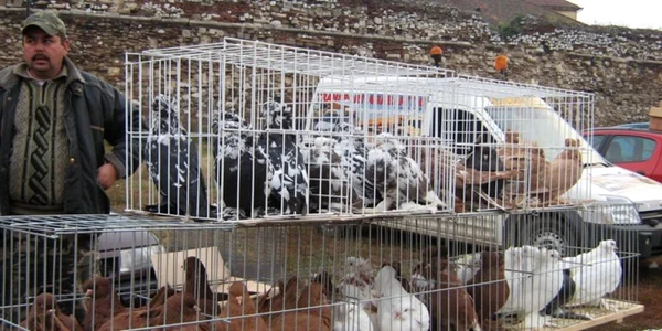 Târg de păsări și animale mici, în șanțul Cetății Oradea