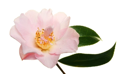 camelia îngrijire jpeg