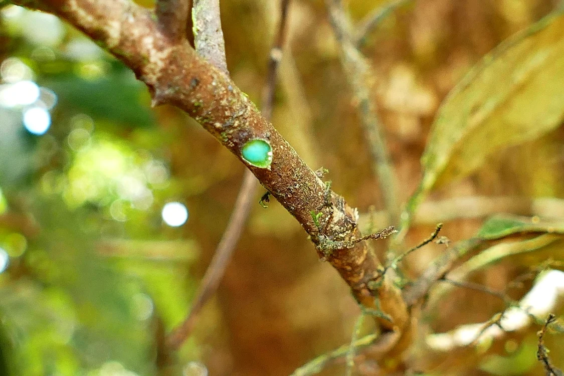 Pycnandra acuminata este un arbore a cărui răşină de culoare albastru-verzuie conţine nichel în proporţie de 25%. FOTO: wikipedia.org / Benoit Henry