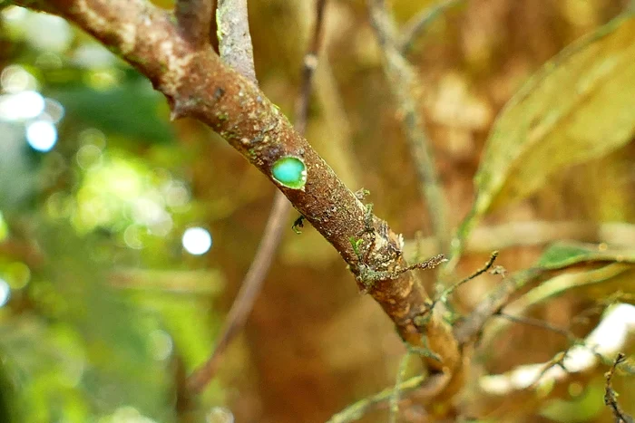 Pycnandra acuminata este un arbore a cărui răşină de culoare albastru-verzuie conţine nichel în proporţie de 25%. FOTO: wikipedia.org / Benoit Henry